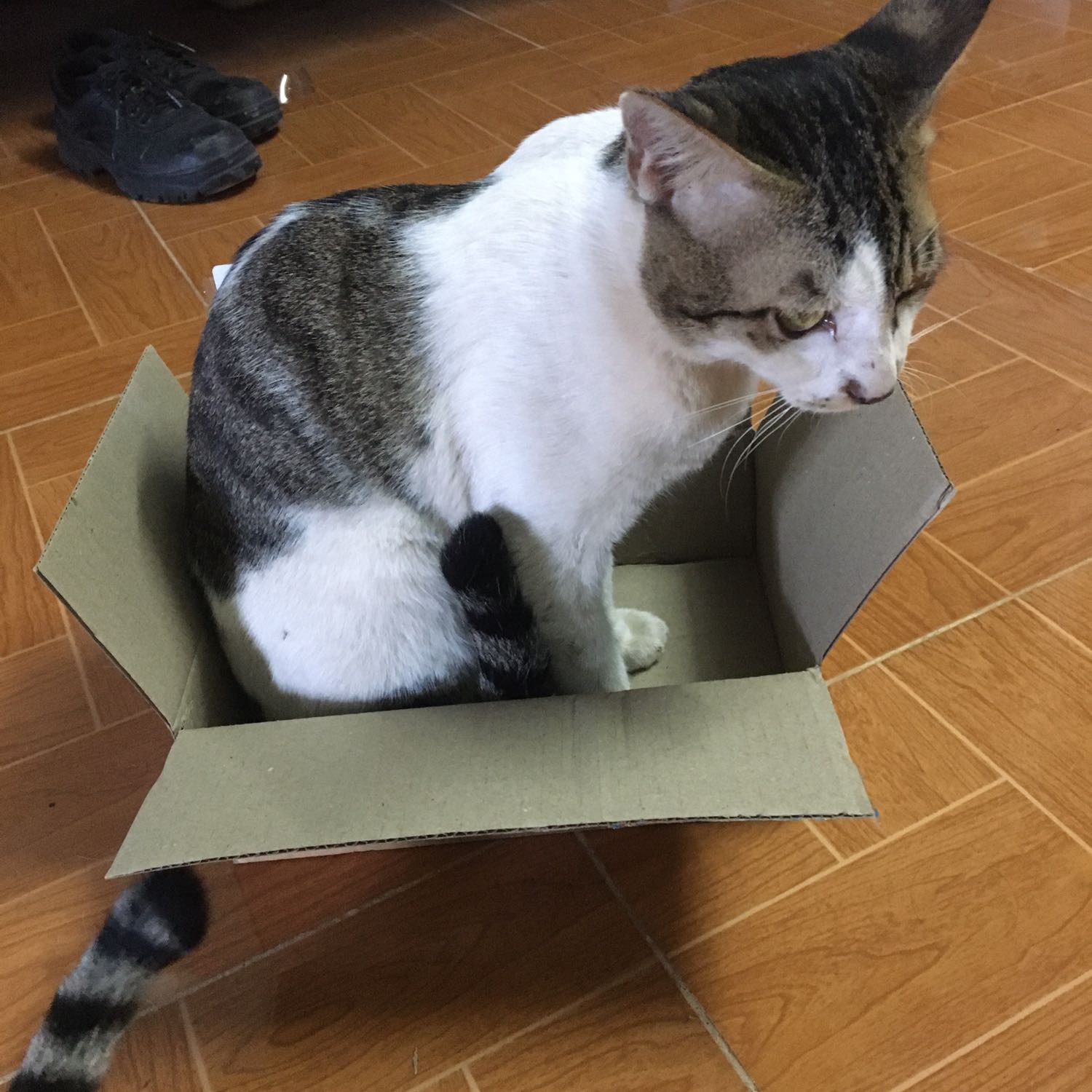 Giao hàng nhanh, mòe nhà em rất thích, có điều 2 đứa mà chỉ một đứa ăn đồ biển thôi ! Khổ vậy cơ! Cơ mà cảm ơn tiki cả 2 đứa đều rất thích cái hộp, hihi Giao hàng nhanh, mòe nhà em rất thích, có điều 2 đứa mà chỉ một đứa ăn đồ biển thôi ! Khổ vậy cơ! Cơ mà cảm ơn tiki cả 2 đứa đều rất thích cái hộp, hihi