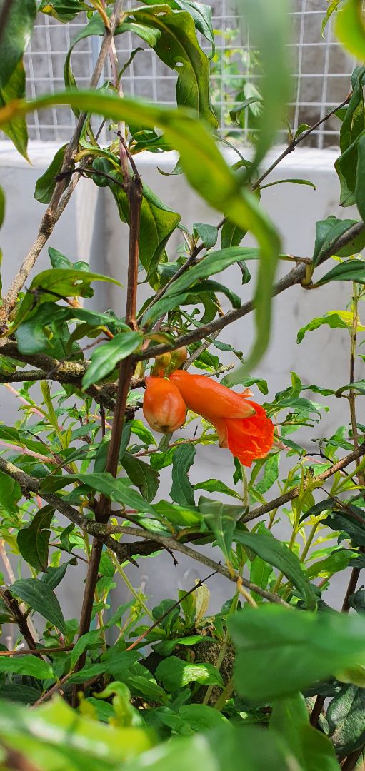 dmgdlygđugt ttrl   tfun  tưggg