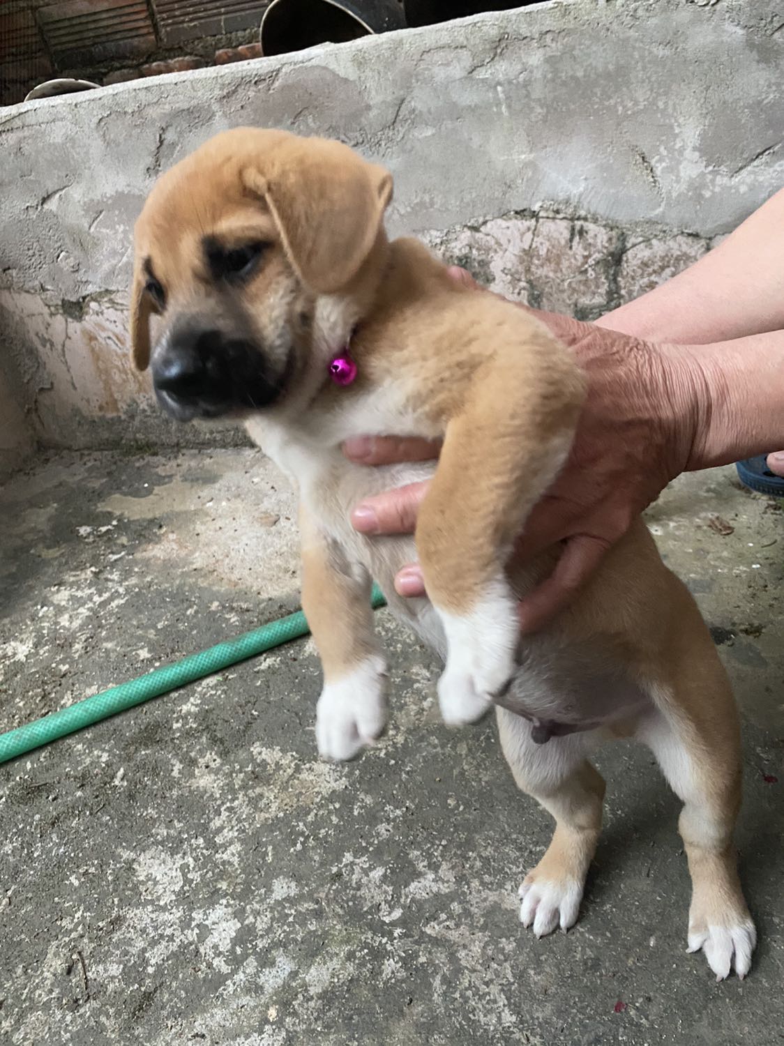 Vòng nhỏ, chuông dễ rớt ra lắm