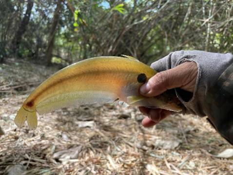 Hàng ship nhanh chống cần đẹp nên mua
