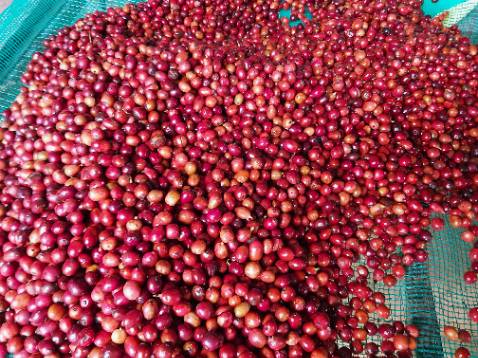 Sản phẩm rất hợp với gu của tôi. Cà phê rất thơm, đắng nhẹ, hậu vị ngọt dài, phù hợp cho cà phê sữa, cà phê đá, hoặc uống không đường