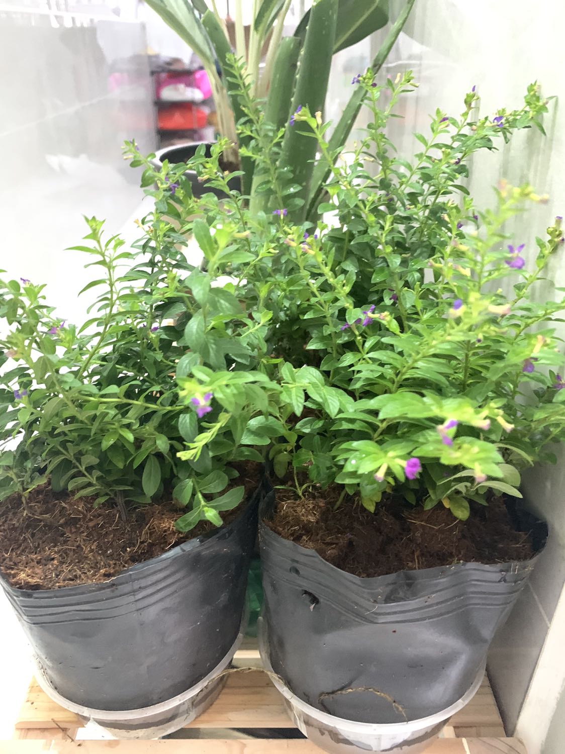 Goi cẩn thật giao hàng nhanh