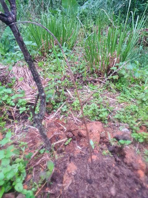 Giao cây gần chết. Shop bảo trồng đi. Đợi mấy ngày cây chết nhắn tin ship im luôn Giao cây gần chết. Shop bảo trồng đi. Đợi mấy ngày cây chết nhắn tin ship im luôn