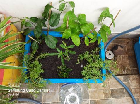 hoa mười giờ mỹ như hình