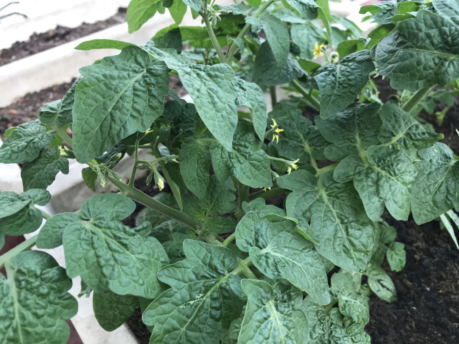 Phân này dùng tốt, mình đã trồng rau màu hữu cơ nhà mình, nếu nhà bạn nào ko có phân gà hoai mục thì túi phân này cũng tương tự nó, chỉ cần trộn thêm tro trấu làm đất, bón lót đều ok...