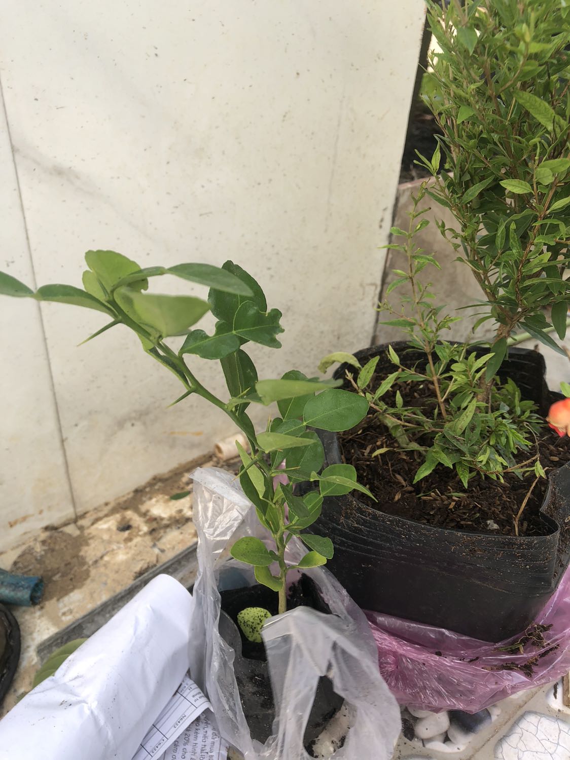 Nhìn cây tươi... không biết lúc nào có trái...?