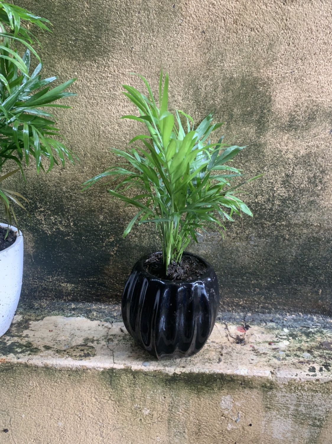 Giao hang nhanh cây tốt sẽ ung hộ shop