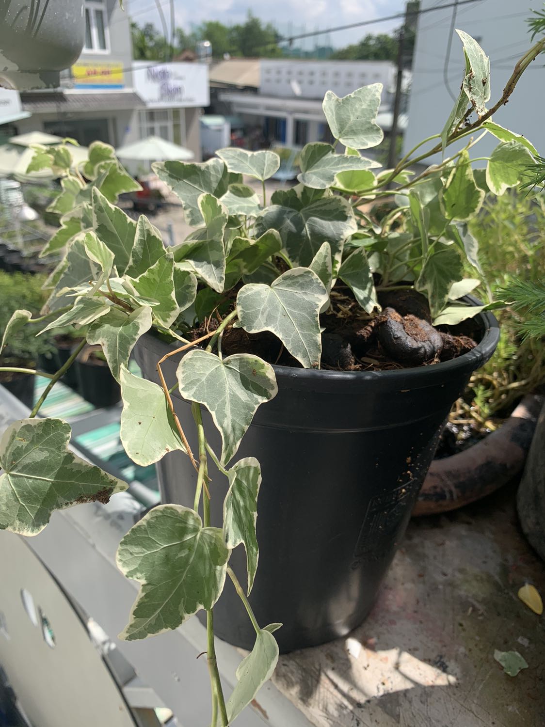 Bảo quản dây leo trong vận chuyển rất tốt, rất ưng ý