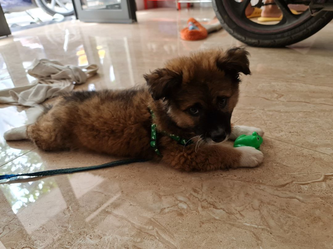 Dây hơi mỏng, không thích hợp cho cún nào đang trong giai đoạn ngứa răng. tuy nhiên không thể yêu cầu nhiều ở sản phẩm trong tầm giá này :D