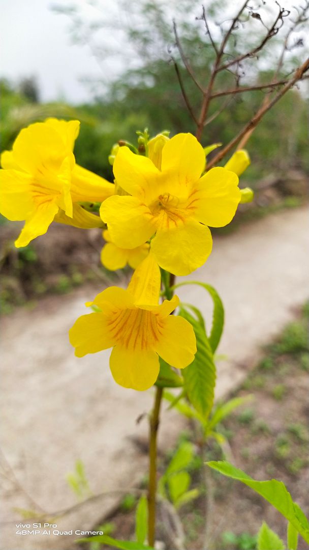 sp chất lượng nhưng có vẻ miếng dán hơi to