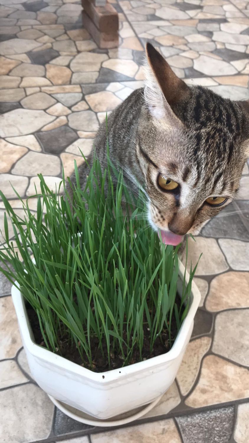 Sản phẩm chất lượng tốt!
Xanh mướt luôn, mèo nhà mình cực kỳ thích!