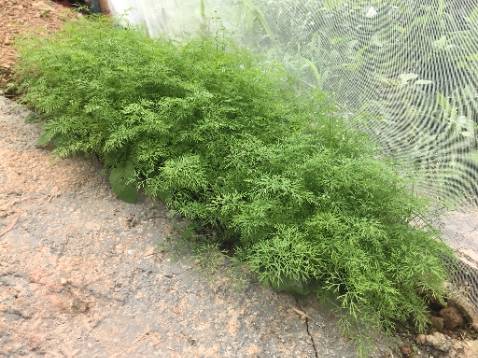 Mình rãi hạt giống dầy để cây lên thẳng hơn, chỉ tưới nước. Các cây lên đều khỏe mạnh, cảm ơn nhiều ạ!