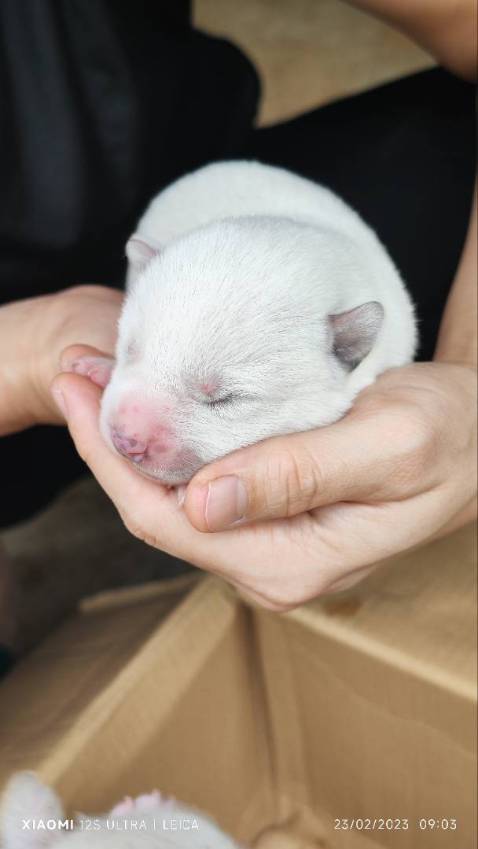 Hàng rất tốt ko bị vấn đề gì