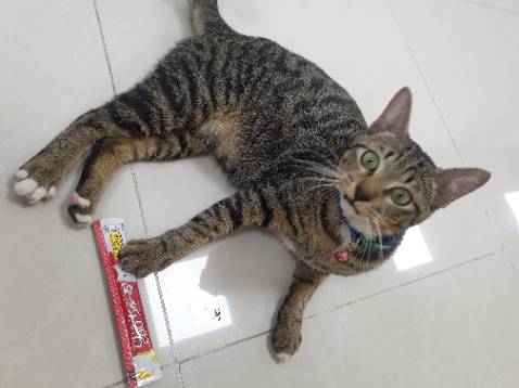 mèo rất thích, sản phẩm giá tốt hơn ngoài. cám ơn shop