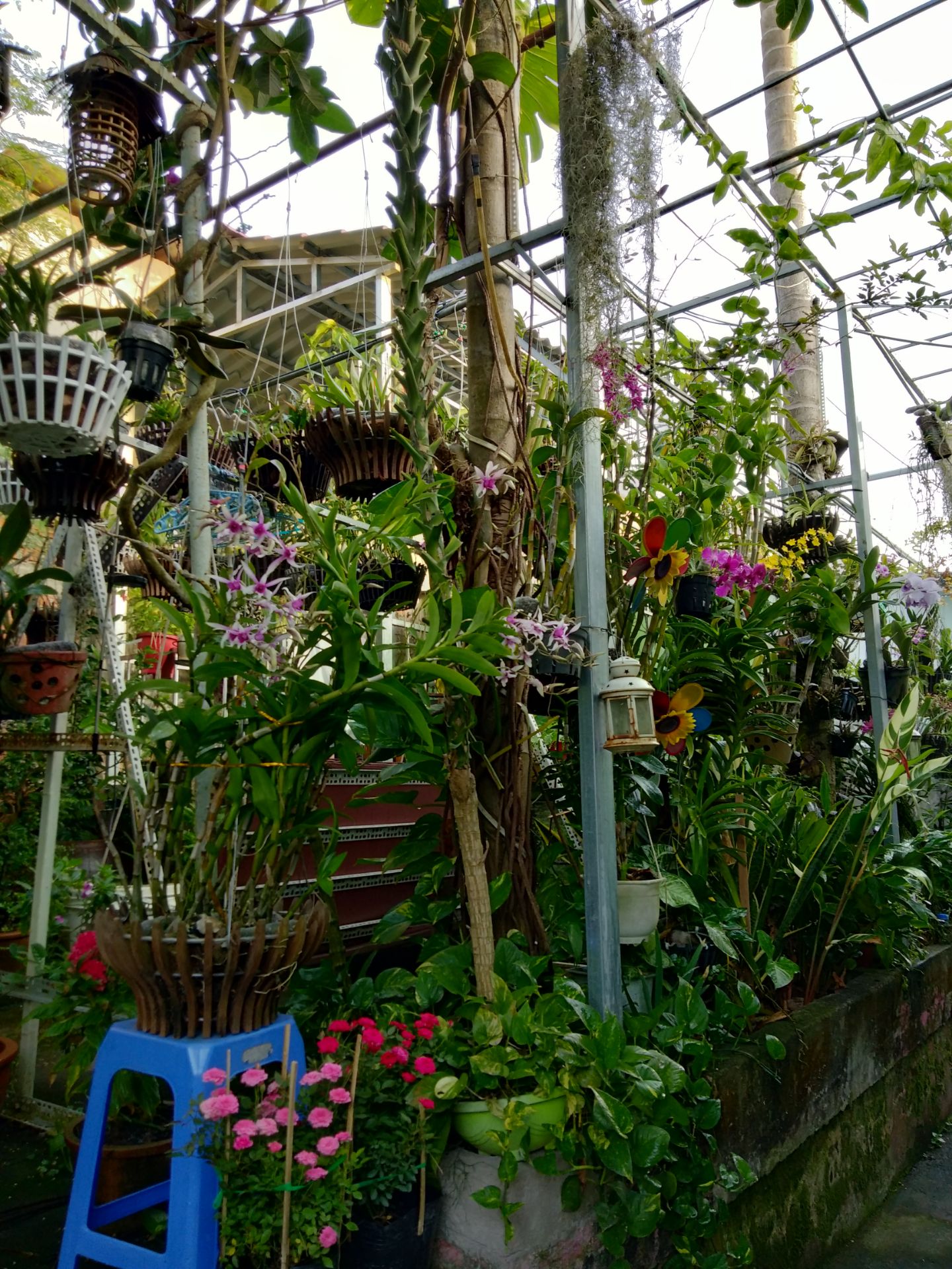 Hãnh growmore thì chất lượng khỏi bàn cãi. Nhiều người nghiện lan như mình thì đều dùng bộ sản phẩm growmore cho lan. Nay thấy có seaweed nên mua về bón thêm. Kết quả thấy cây phát triển tốt, hoa có vẻ sai hơn.