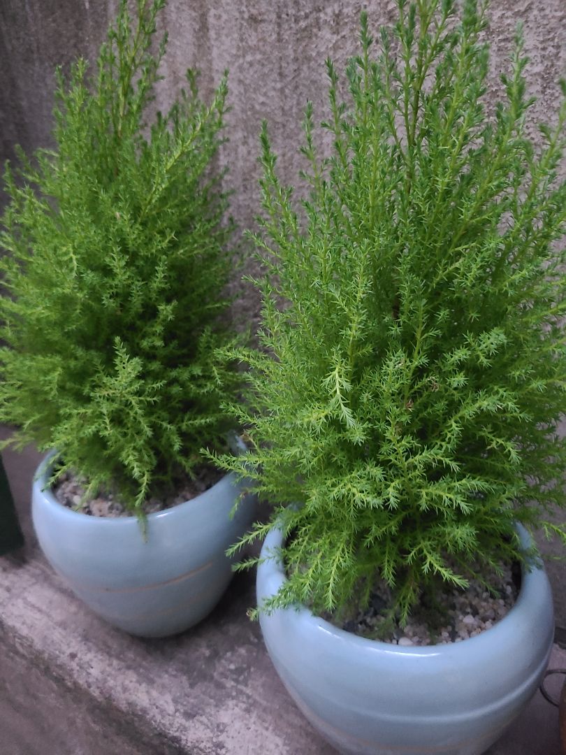 ổ điện tốt, dây dày dặn và có nút nguồn rất tiện lợi. dây dài 5m nên rất tiện nối dây ra chỗ khác.