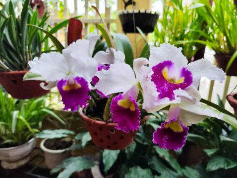 Dùng ổn, hình tượng trưng. Dùng ổn, hình tượng trưng.