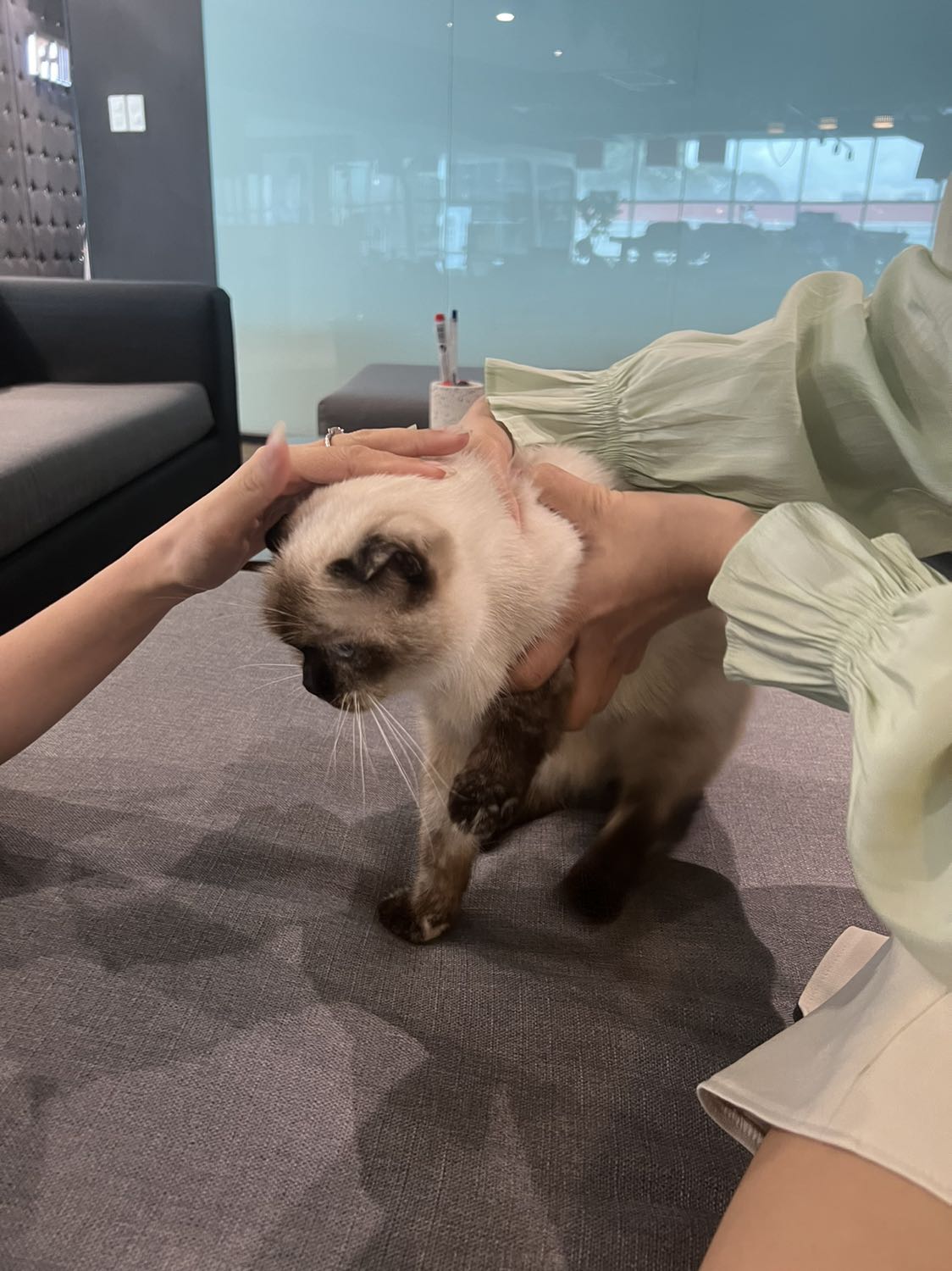 Chuột xài oki. Đúng vs mô tả và giống vs các bình luận khác. Nhưng mà mua tiki có vẻ mắc hơn các sàn khác. Mình mua + ship tiki now thì mất 200k trong khi mấy chỗ khác thì cỡ 150k thui à 🥲