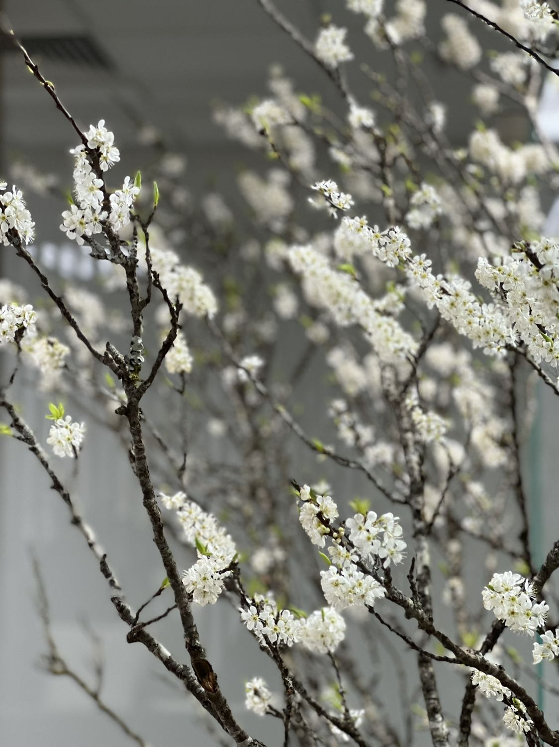 Gạo đợt này hình như ko chuẩn, bị trộn
nhiều hạt trắng đục tròn, thổi bị sượng cứng ko dẻo.