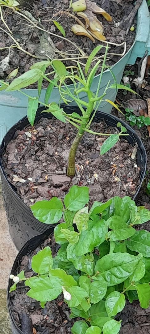 spham giống mô ta giao hàng nhanh