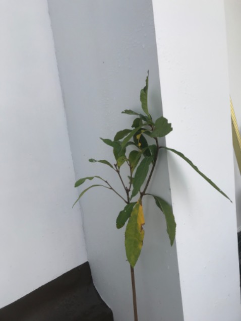 Cây nhỏ, lá vàng, không giống như hình, quá thất vọng