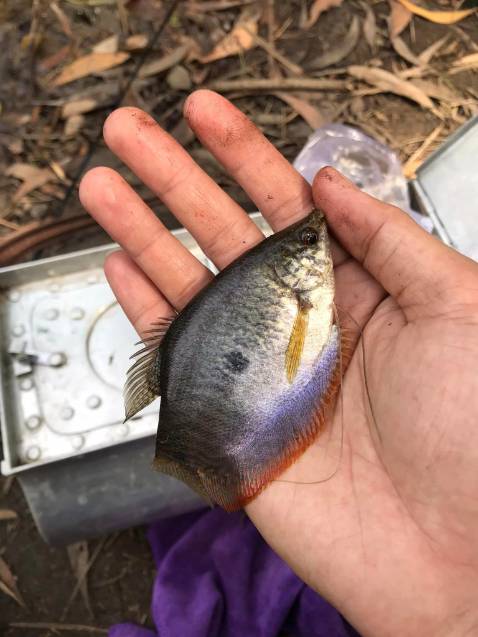 Hàng đặt cho bố không biết như nào nhưng không thấy kêu ca gì thì chắc hàng ổn đó ạ. Giao hàng cũng cực kì nhanh 😁🥰