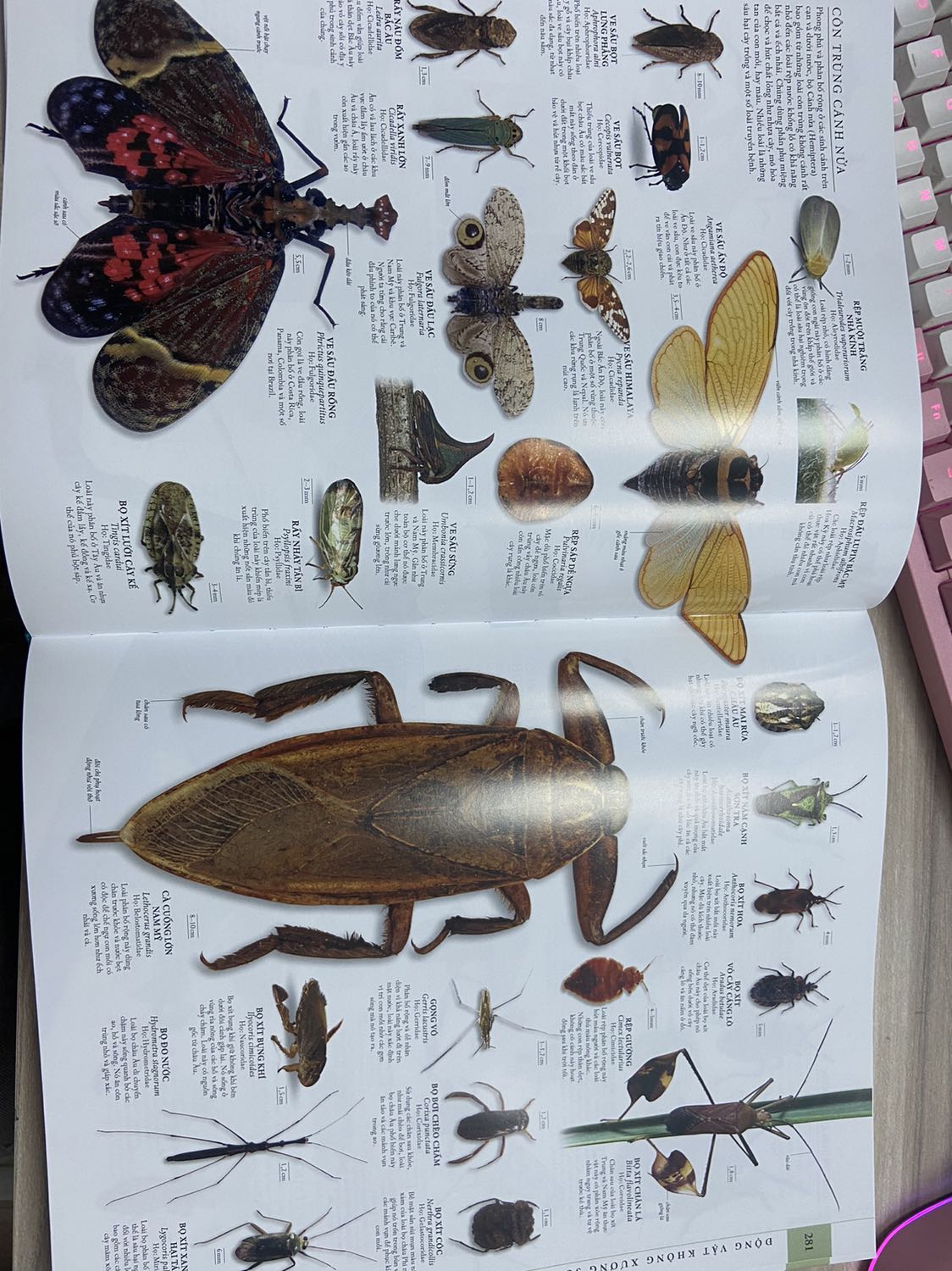 Cuốn bách khoa này thật sự hữu ích cho mọi lứa tuổi. Hình ảnh đẹp, sắc nét trực quan. Cung cấp rất nhiều kiến thức từ tự nhiên, thực vật, động vật những kiến thức nền tảng. Cuốn này ba mẹ có thể cùng xem với con vào mỗi buổi tối cuối tuần thì thật sự tuyệt vời. Vừa có thêm kiến thức cho cả phụ huynh lẫn trẻ nhỏ vừa có không gian để cha mẹ vui chơi bên con cái. Mình canh sale được giá cực kỳ tốt nên hốt liền. Thật sự rất hữu ích, chúc mọi người có thêm nhiều kiến thức và thư giản với những thông tin cùng hình ảnh thú vị