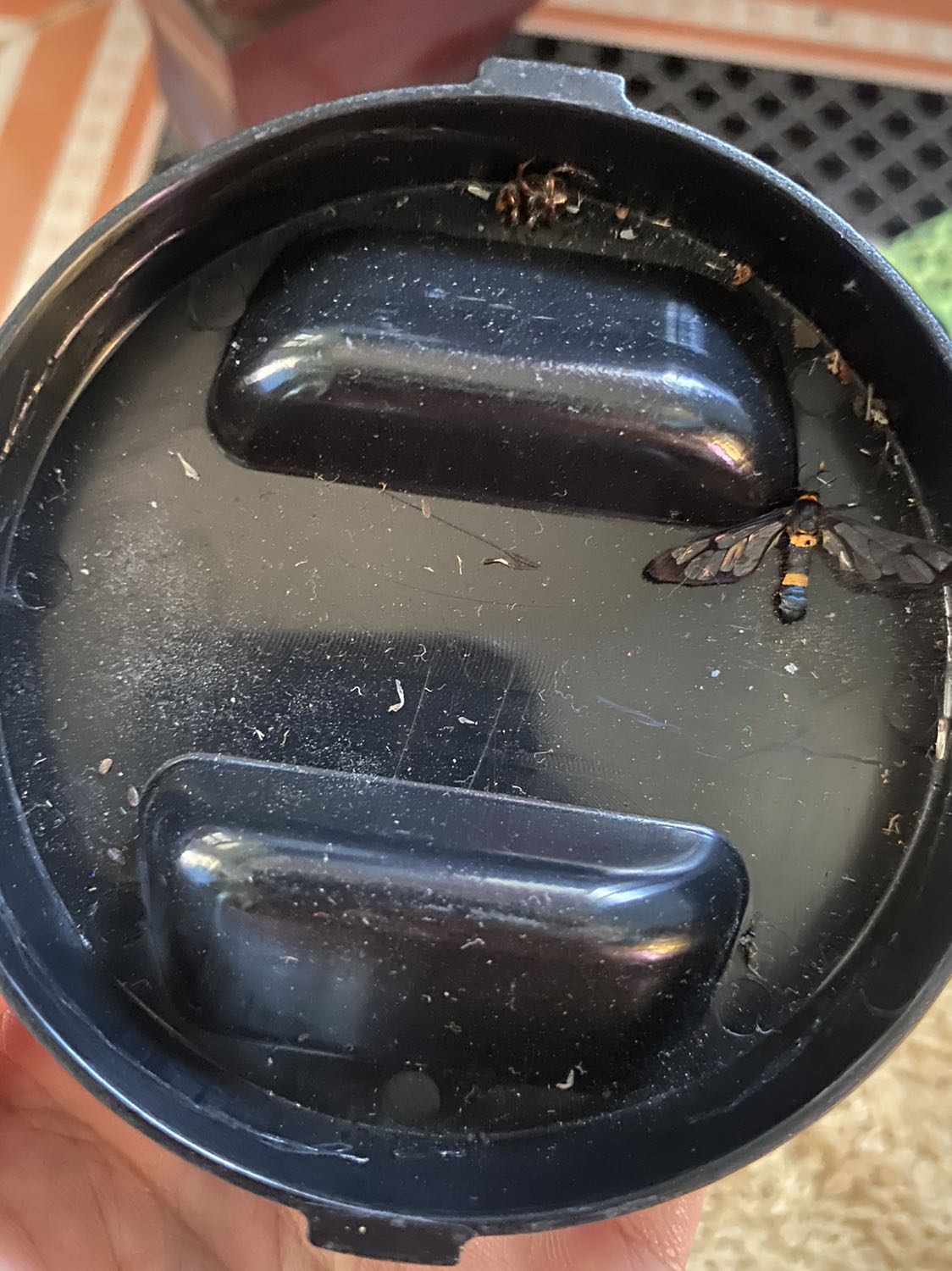 Đèn không có công tắc, dây cũng hơi ngắn, với mình thì thấy không bắt được muỗi nhiều, chỉ bắt được những con côn trùng ưa sáng thôi. Nguyên 1 tuần mình bắt được nhiêu đó đó, ko đổ gì hết nhé! Mọi người mua nên cân nhắc ý kiến của mình nhé.