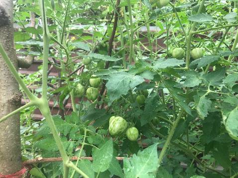 H mới nhận xét cho mọi ng biết nè. Cây ko lùn nha, hiện cao nhồng 1m5 rồi, nên mọi ng lam dàn cho mấy em, lúc trồng thưa ra xíu, cây cách cây tầm 500mm.
Mình mua cũng 4-5 loai giống, mới gieo tầm 2-3 loai, có Tía tô là chưa thành công dc cây nào, chắc do mình gieo chưa đúng cách