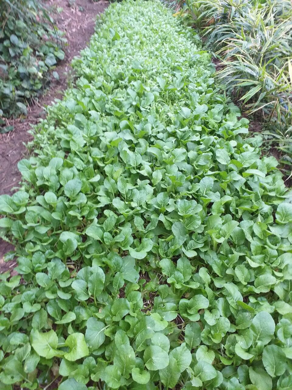 Hạt giống nảy mầm tốt (>90%) bón thúc phân nên rất tươi tốt, Tết này ẩn rau sạch thả ga