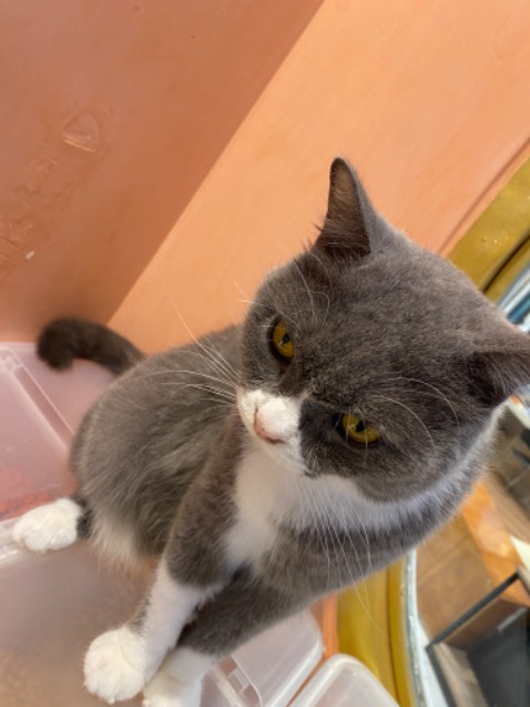 Sản phẩm giống mô tả, uống thơm ngon, có điều nắp khá sắc nếu không cẩn thận có thể bị đứt tay.
Hình ảnh mang tính chất nhận xu.