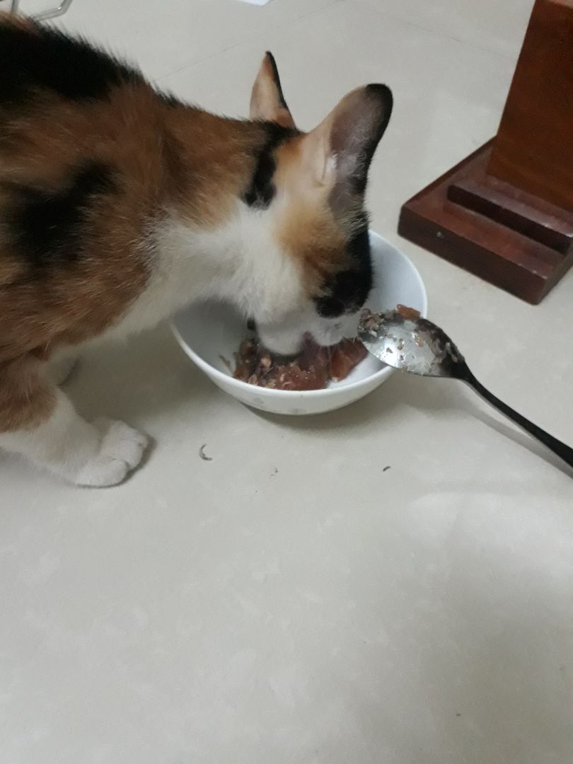 Meo nhà mình thích lắm. Thích hơn cả loại Me-o mình từng mua cho bé nữa. Chắc giờ cho bé ăn cái này luôn quá. Đúng là!!!!!! Ngon - Bổ - Rẻ
Ăn xing còn chui đầu vào *** ăn nữa chứ????
Tuyệt vời! Cảm ơn tiki nhoa?????????????