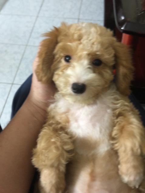 tuyệt vời