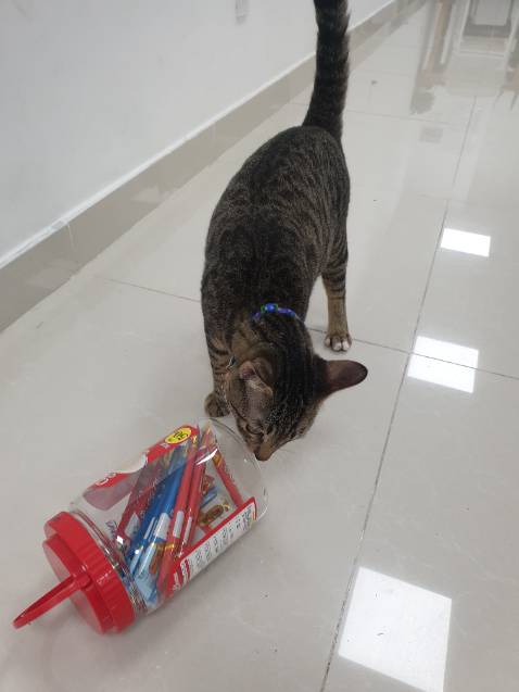 mèo rất thích, sản phẩm giá tốt hơn ngoài. cám ơn shop