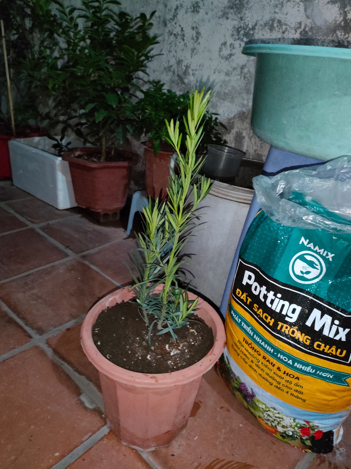 Cây khỏe mà đẹp lắm ạ. cảm ơn shop, gói rất cẩn thận.