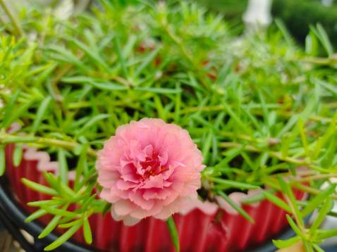 Sản phẩm cuốn tóc xoăn dễ dùng ạ !!!