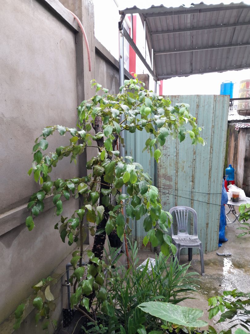 tốt,  WiFi mạnh  !