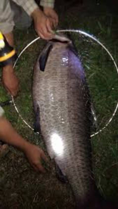 Shjejebh đẹp nha mọi người. cần ok