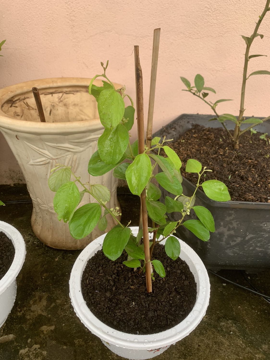 Cây khoẻ shop uy tín. Mong cây sẽ ra nhiều trái