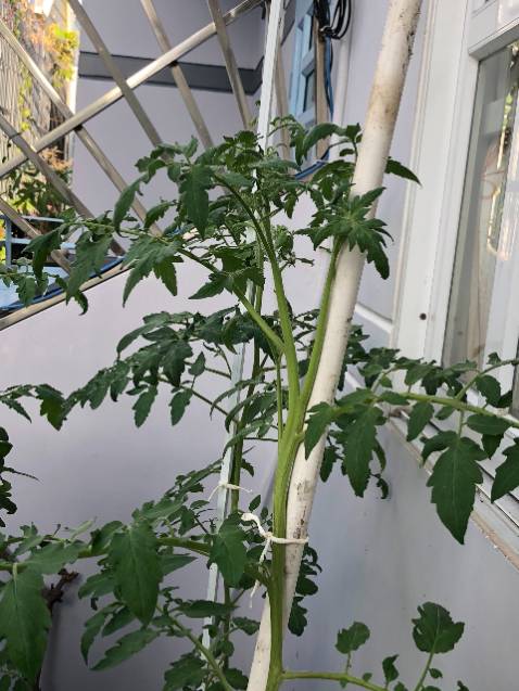 SP ok, hình ảnh mang tính chất nhận xu SP ok, hình ảnh mang tính chất nhận xu