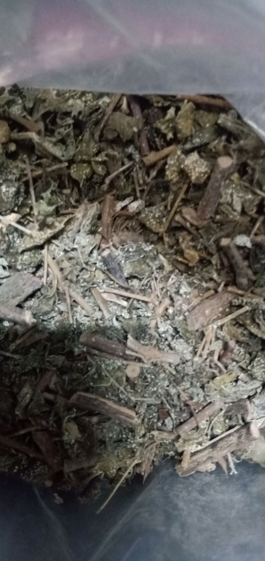 Mình nhận được hàng rồi. Sao mình thấy có phấn trắng ở lá không biết lá nó vậy hay bị mốc ạ.