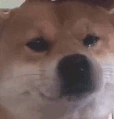 Kiểu nó dài quá dùng được 1 lần xong thôi cũng tốn nhưng có dính đc chuột nha ╭( ･ㅂ･)و ̑̑ Em đó là chuột nhắt nên dính phát cũng nằm luôn nhưng vướng víu nữa xong nhiều keo nên 4 sao.