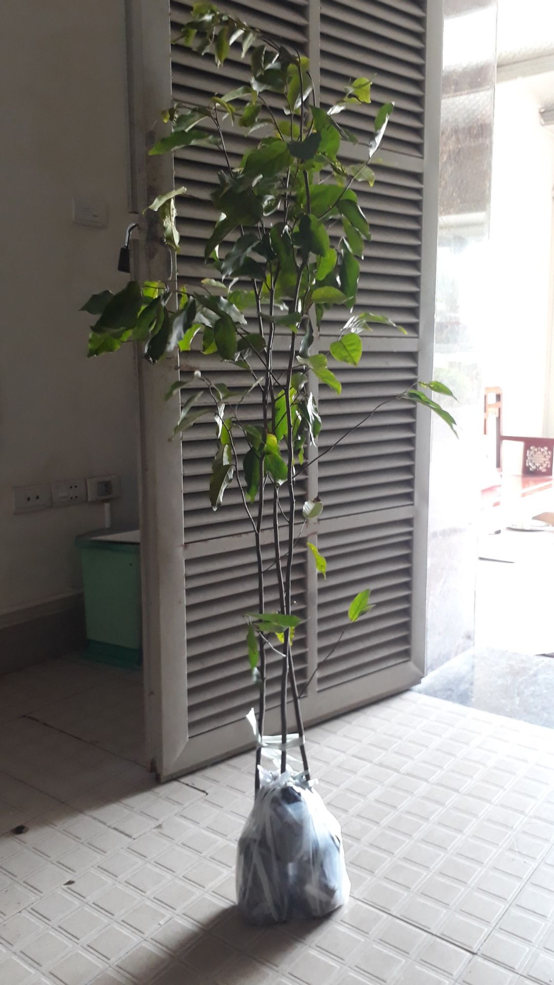 Sản phẩm (cây xanh) chất lượng tốt dù được gửi từ Tp. HCM ra HN