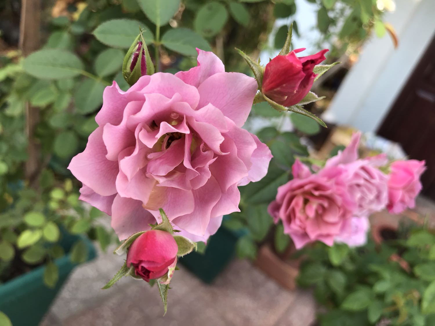 Nội dung hay phù hợp với trẻ.
Hình ảnh chất lượng in tốt