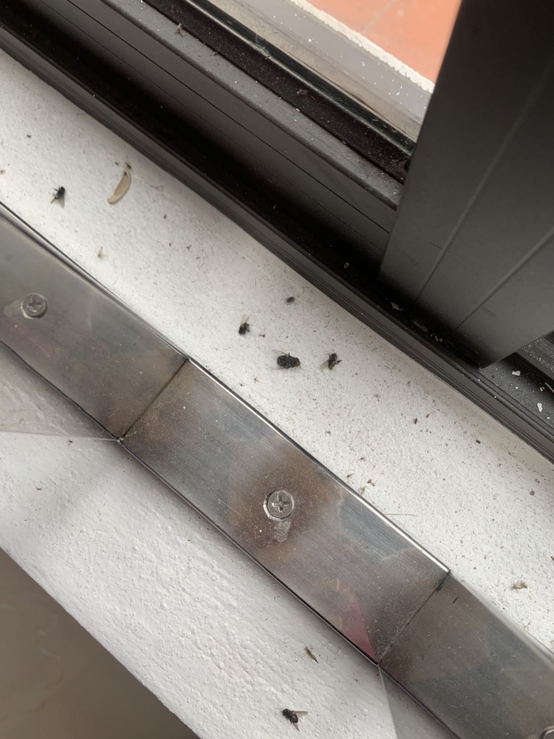 Mình năm nào cũng dùng sản phẩm này phun thuốc. Thuốc của singapore mà không chuẩn sao được. Các bạn cứ sử dụng  theo đúng liều lượng có thể muỗi vẫn bay vào nhưng sau đó nhất định là chết nhé. Hình ảnh thực tế 100%