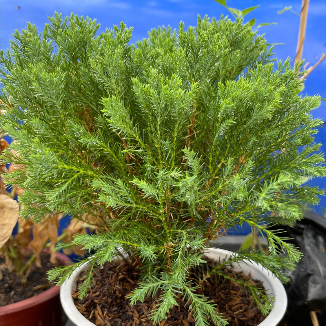 Cây xanh tươi, tặng phân bón như mô tả