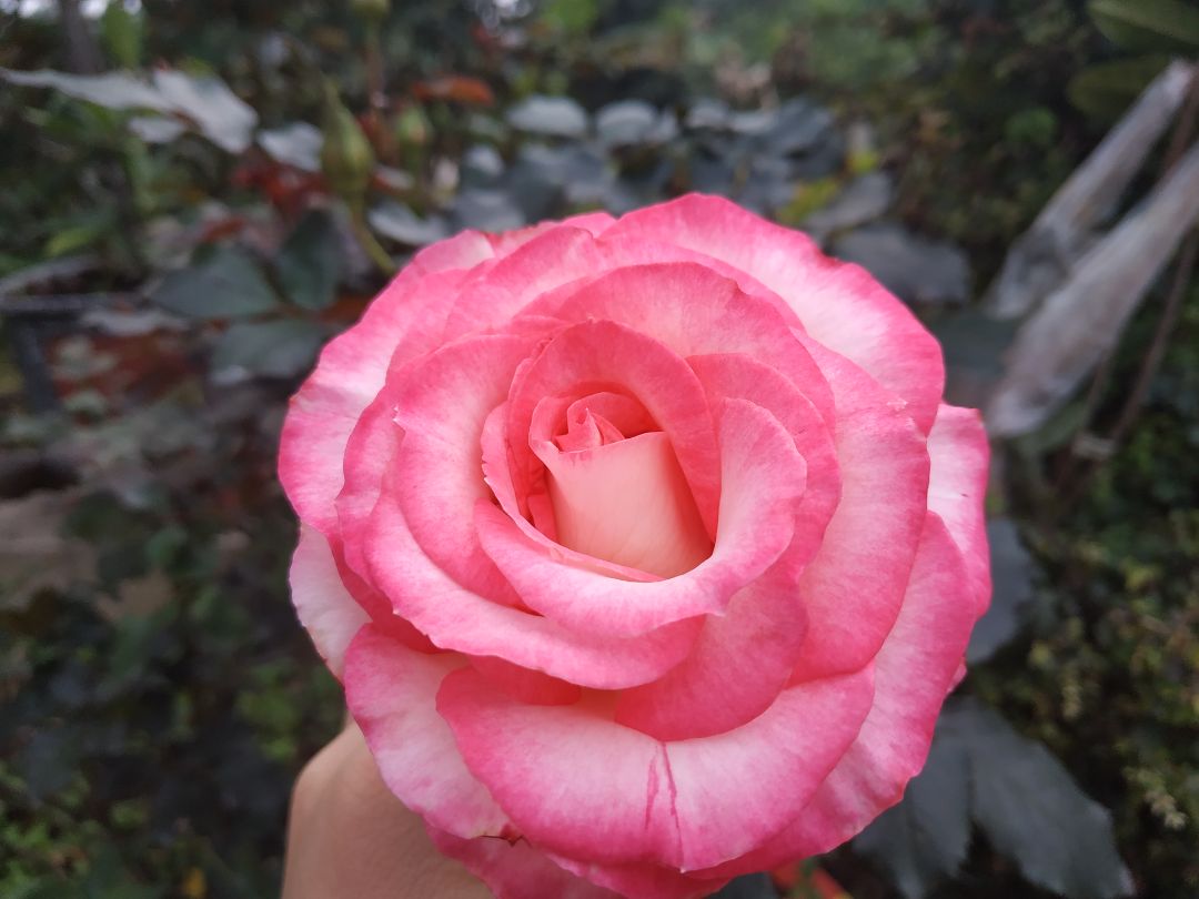 chất lượng khá tốt