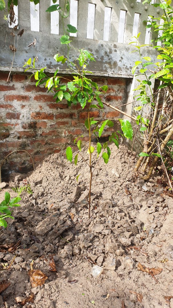 Sản phẩm (cây xanh) chất lượng tốt dù được gửi từ Tp. HCM ra HN