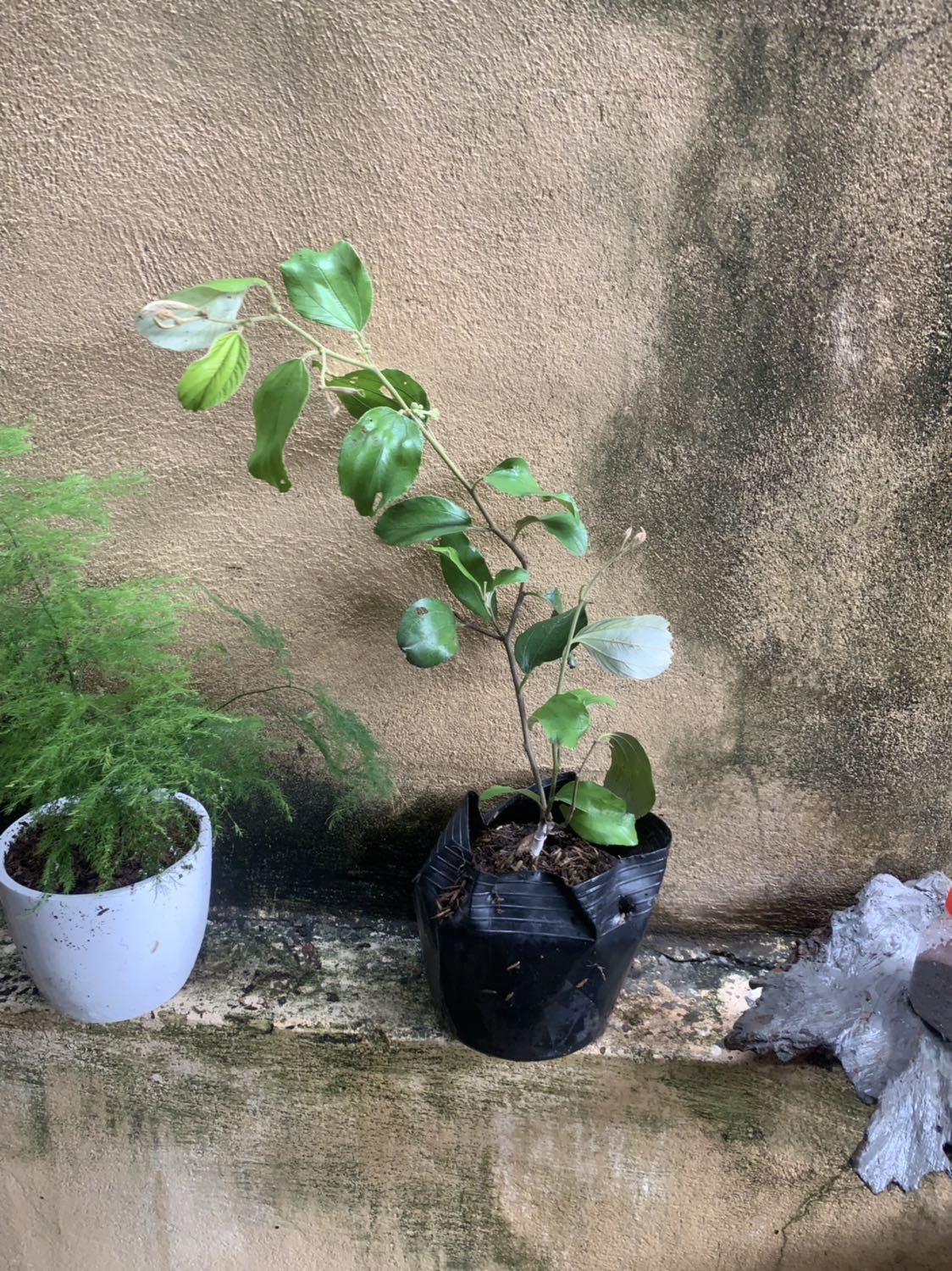 Giao hang nhanh cây tốt sẽ ung hộ shop