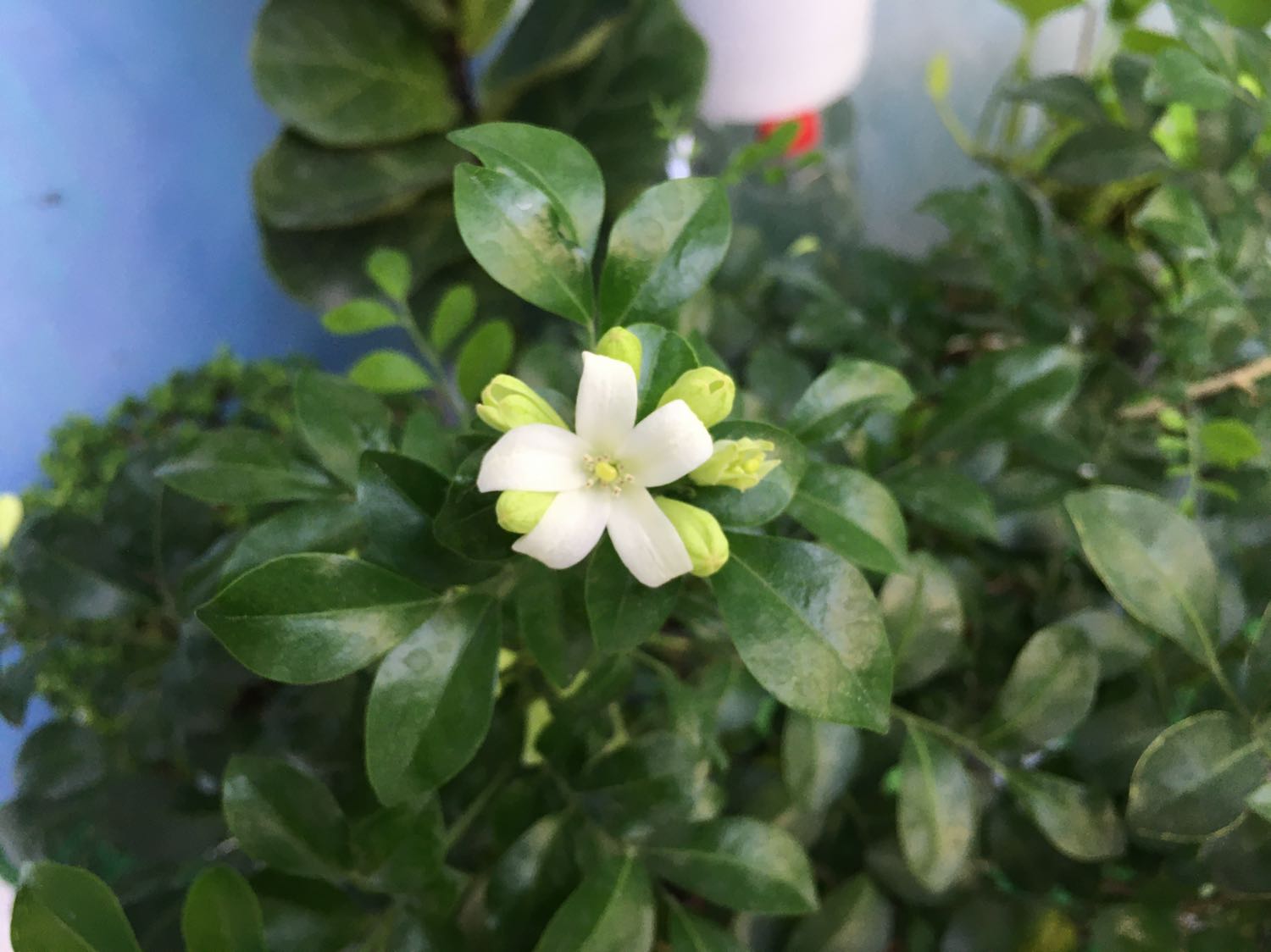 Miếng dán dễ bong ở góc lắm !!!!